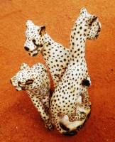 AUSEB, Johannes 3 Geparden